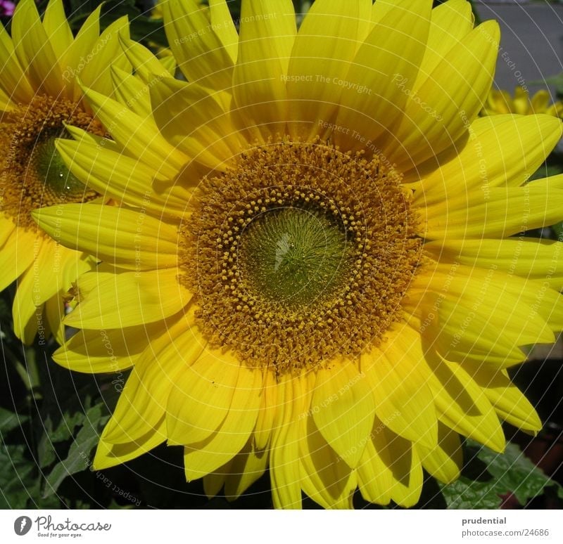 sunflower sonnenblume Sonnenblume gelb Sommer Blume Kraft Farbe