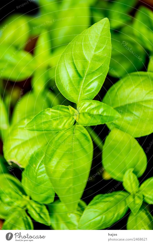 Basilikum Kräuter & Gewürze Italienische Küche Sommer Natur Gesundheit Gesundheitswesen grün Blätte frisch Heilpflanze mediterran Küste Würzig Pflanze