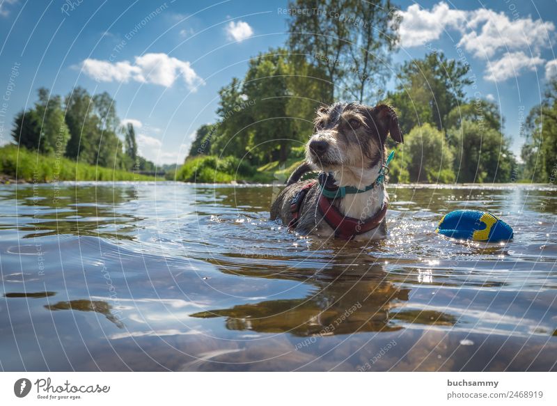 Hund mit seinem Spielzeug im Wasser Haustier Tier Terrier Terriermix Sonnenschein Wolken Blauer himmel Querformat baden abkühlung