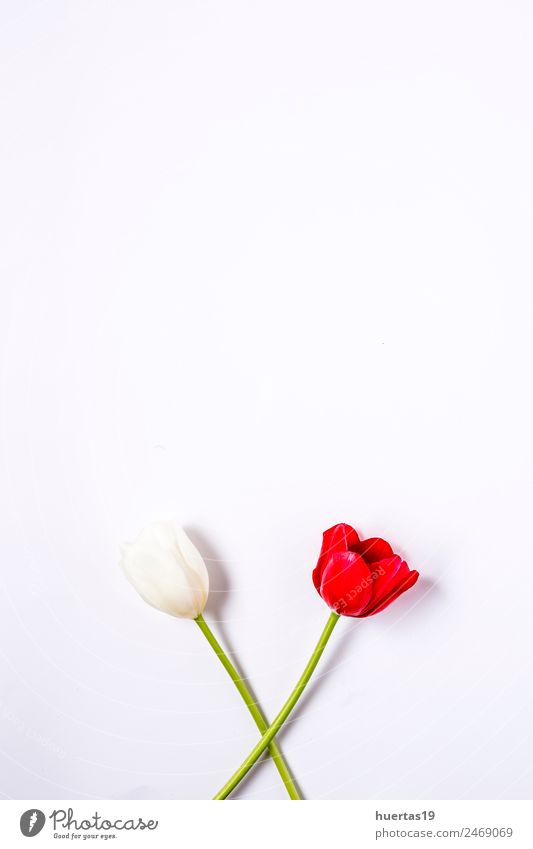 Blumiger Hintergrund mit roten und weißen Tulpen elegant Stil Kartenspiel Valentinstag Natur Pflanze Blume Blatt Blumenstrauß natürlich grün Farbe Ranunculus