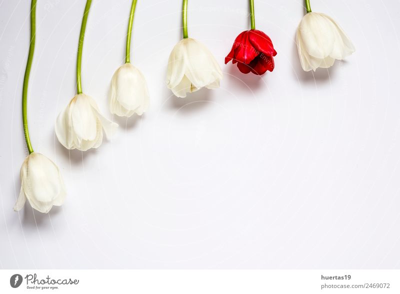 Blumiger Hintergrund mit roten und weißen Tulpen und Margeriten. elegant Stil Dekoration & Verzierung Valentinstag Natur Pflanze Blume Blatt Blumenstrauß