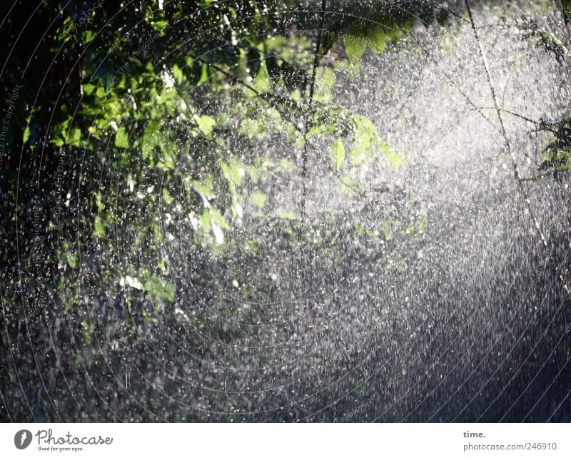 Duschierter Blauregen Glyzinie Gegenlicht Wasser nass Wassertropfen grün Pflanze Garten Gischt geheimnisvoll Blatt Kletterpflanzen Licht Nieselregen feucht