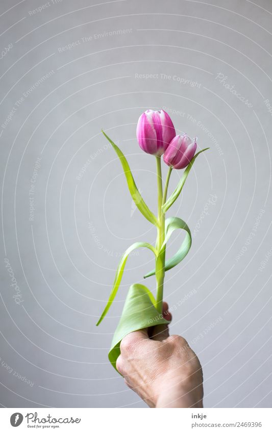 zusammen eins Hand Blume Tulpe Blüte Blühend festhalten außergewöhnlich frisch grün rosa einzigartig Zusammenhalt paarweise 2 Stengel Vor hellem Hintergrund