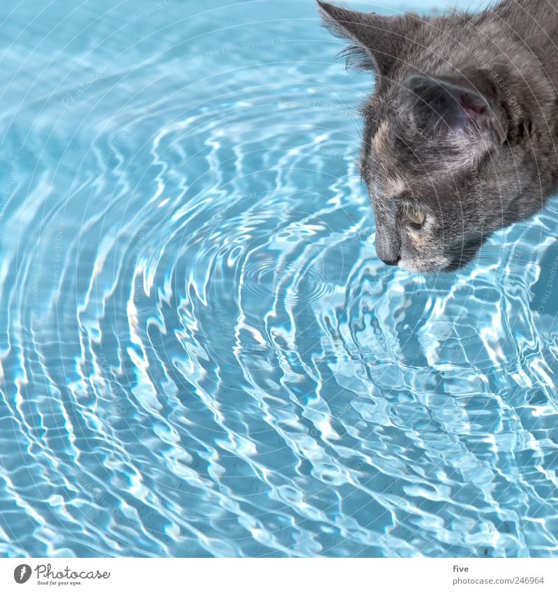 cat empire Wasser Wassertropfen Tier Haustier Katze Fell 1 beobachten trinken blau Schwimmen & Baden Farbfoto Außenaufnahme Textfreiraum links
