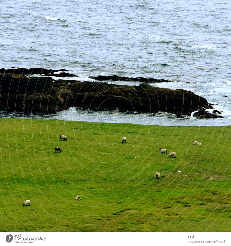 Irland Natur Landschaft Pflanze Tier Wasser Gras Wiese Felsen Wellen Küste Bucht Meer Atlantik Insel Republik Irland Nutztier Schaf Schafherde Tiergruppe Herde