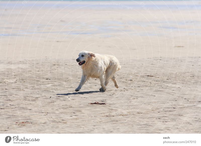 Ich möchte ein Eisbär sein Natur Sand Küste Strand Tier Haustier Hund 1 laufen wild weiß Bewegung Fell Farbfoto Gedeckte Farben Außenaufnahme Menschenleer