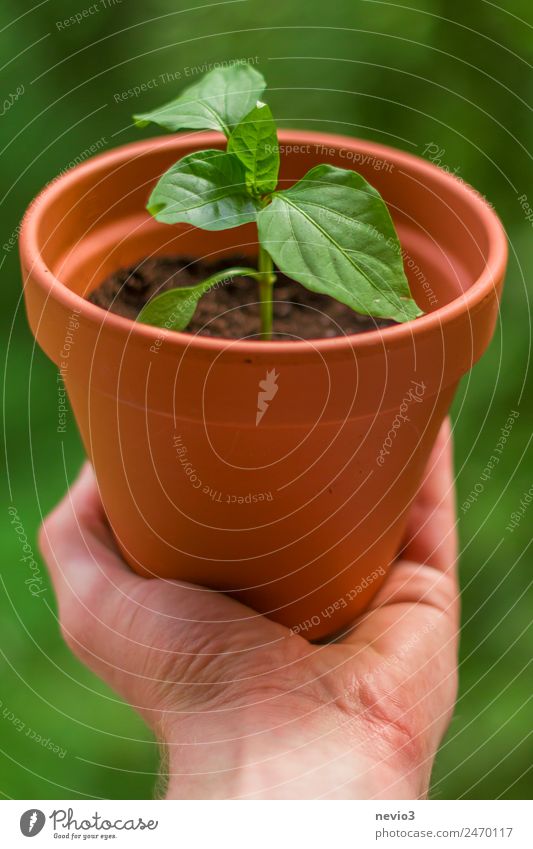 Chili Pflanze in der Hand Umwelt Blatt Topfpflanze Garten Park grün festhalten haltend umfassen bewahren Schutz schützend erhalten Geschenk Jungpflanze Ertrag