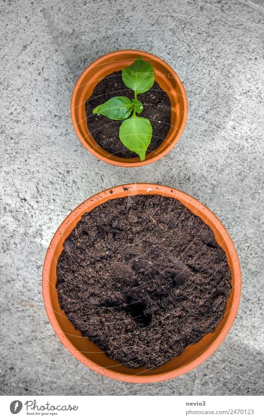 Umtopfen einer Chili Pflanze Grünpflanze Topfpflanze grün 2 Töpferwaren Blumentopf Erde Boden Beton Betonplatte Terrasse Balkonpflanze Wechseln Gärtnerei