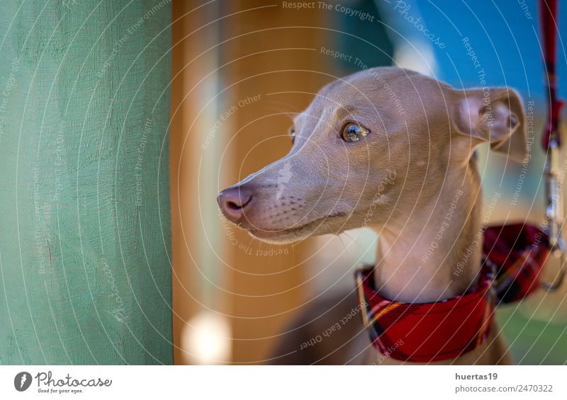 Kleiner italienischer Windhundhund Glück schön Spielen Freundschaft Natur Tier Park Haustier Hund Freundlichkeit Fröhlichkeit klein lustig braun
