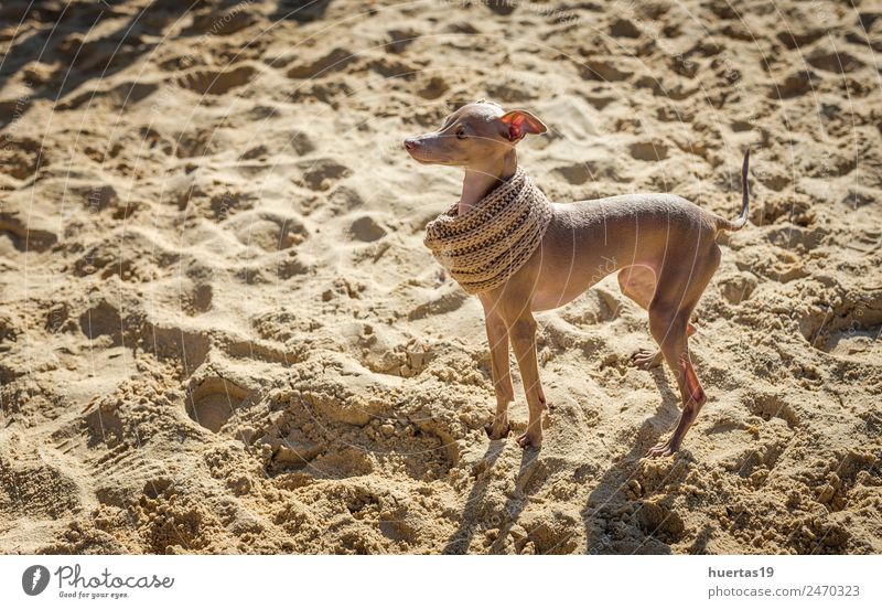 Kleiner italienischer Windhundhund Glück schön Spielen Freundschaft Natur Tier Park Haustier Hund 1 Freundlichkeit Fröhlichkeit klein lustig braun