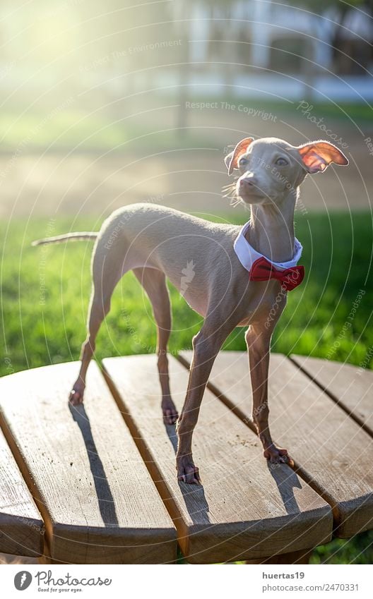 Kleiner italienischer Windhundhund Glück schön Freundschaft Natur Tier Haustier Hund 1 Freundlichkeit Fröhlichkeit lustig braun Italienisches Piccolo Whippet