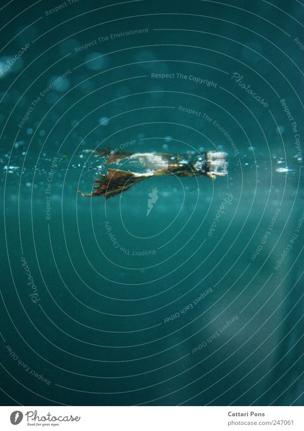 im Wasser Pflanze Blatt Schwimmen & Baden nass Aquarium gestaltbar glänzend vertrocknet getrocknet feucht kalt blau türkis Reflexion & Spiegelung außer Atem