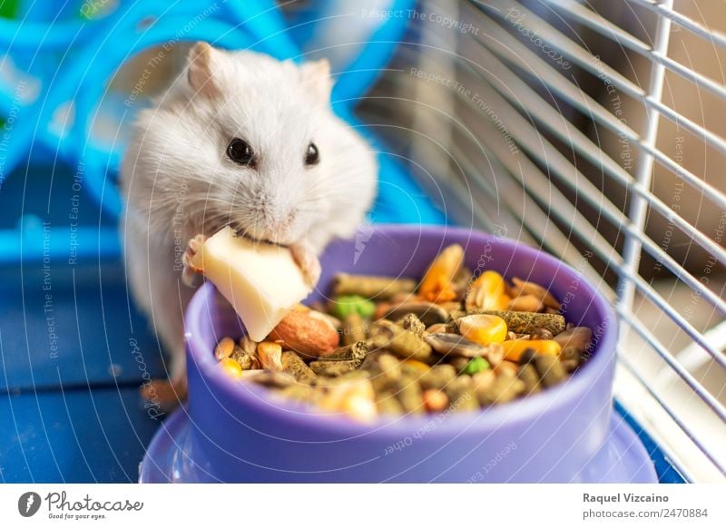 Ein Hamster frisst in seinem Käfig. Lebensmittel Käse Essen Natur Tier Erde Haustier Maus Tiergesicht 1 Diät füttern blau weiß Freude ruhig Selbstbeherrschung