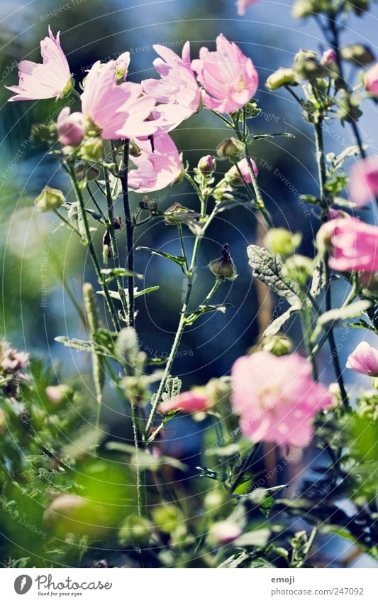 Sommer in der Luft Pflanze Frühling Blume Sträucher Duft grün rosa Stengel Farbfoto Außenaufnahme Nahaufnahme Menschenleer Tag Sonnenlicht