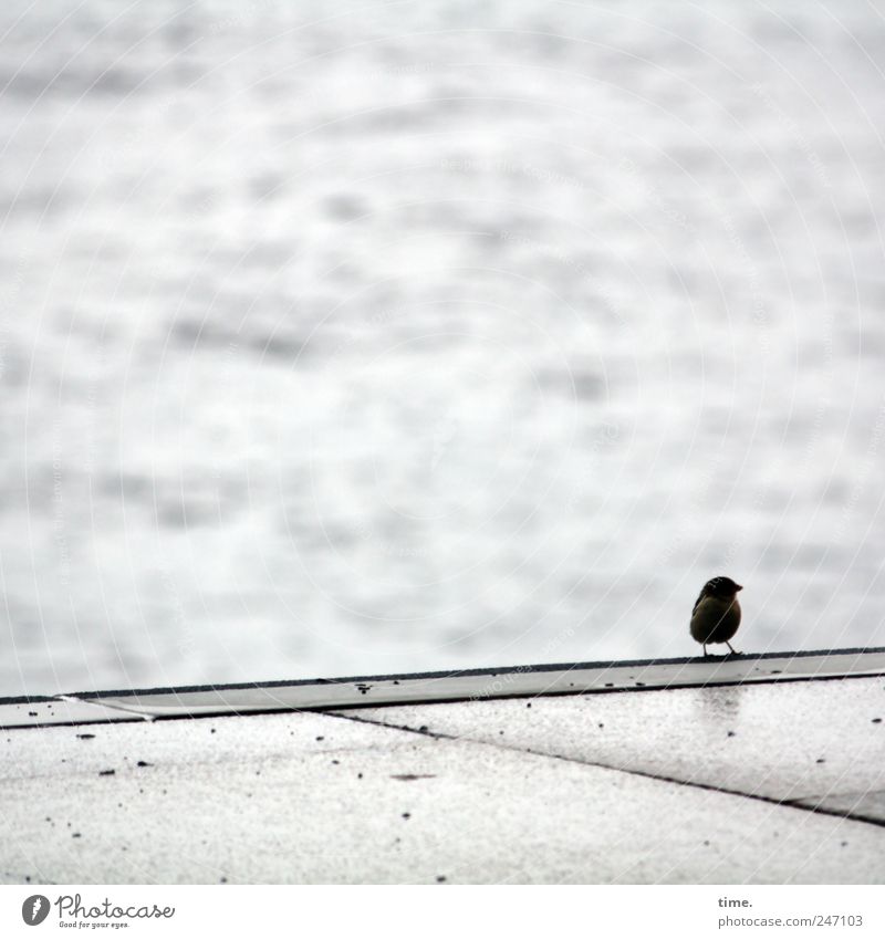 Dynamischer Single sucht aufregende Reisebegleitung Ferne 1 Mensch Wasser Regen Vogel Beton beobachten sitzen nass natürlich grau Wachsamkeit Einsamkeit Am Rand