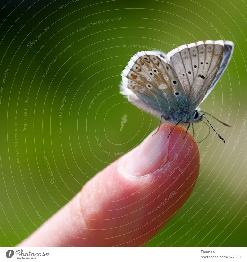 Der Papillon Mensch Haut Finger Schmetterling Flügel 1 Tier genießen hängen hocken dünn schön Farbfoto Außenaufnahme Detailaufnahme Makroaufnahme Kontrast
