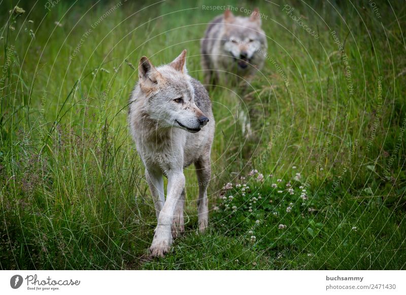 Wölfe in der Natur Tier Gras Wildtier Fell Wolf 2 laufen listig grau grün Deutschland Farbfoto Außenaufnahme Menschenleer Textfreiraum links Textfreiraum rechts