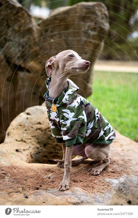 Kleiner italienischer Windhundhund Lifestyle elegant Stil Glück schön Freundschaft Natur Tier Haustier Hund 1 Freundlichkeit Fröhlichkeit lustig braun
