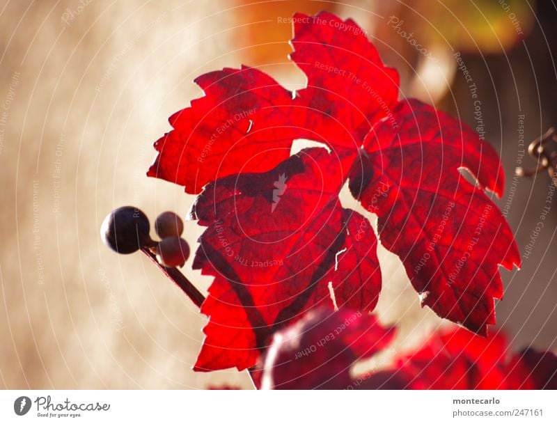 Weinlaub Natur Pflanze Sonnenlicht Sommer Schönes Wetter Blatt Nutzpflanze Seeufer braun rot Farbfoto mehrfarbig Außenaufnahme Nahaufnahme Tag Abend Licht