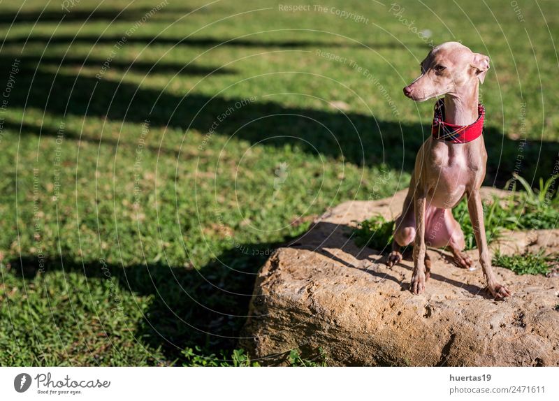 Kleiner italienischer Greyhound Hund im Park Glück schön Spielen Freundschaft Natur Tier Haustier 1 Freundlichkeit Fröhlichkeit klein lustig sportlich braun