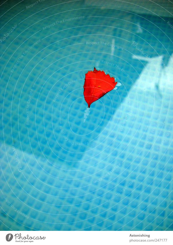 Blatt im Pool Natur Pflanze Baum Kunststoff Wasser Schwimmen & Baden blau rot weiß Oberfläche Oberflächenspannung Herz Schatten Reflexion & Spiegelung