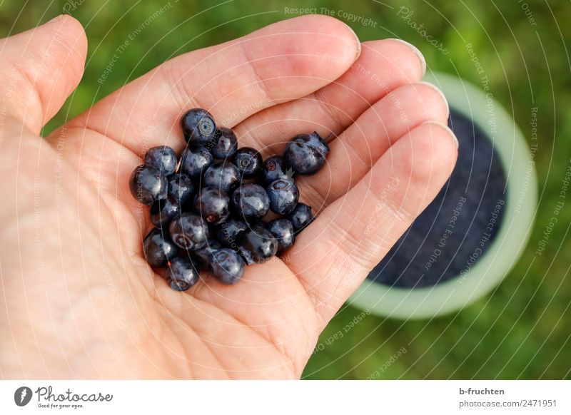 Wild-Heidelbeeren Lebensmittel Frucht Bioprodukte Hand Finger Garten Wiese Wald Essen festhalten frisch Gesundheit blau genießen Blaubeeren Beeren pflücken