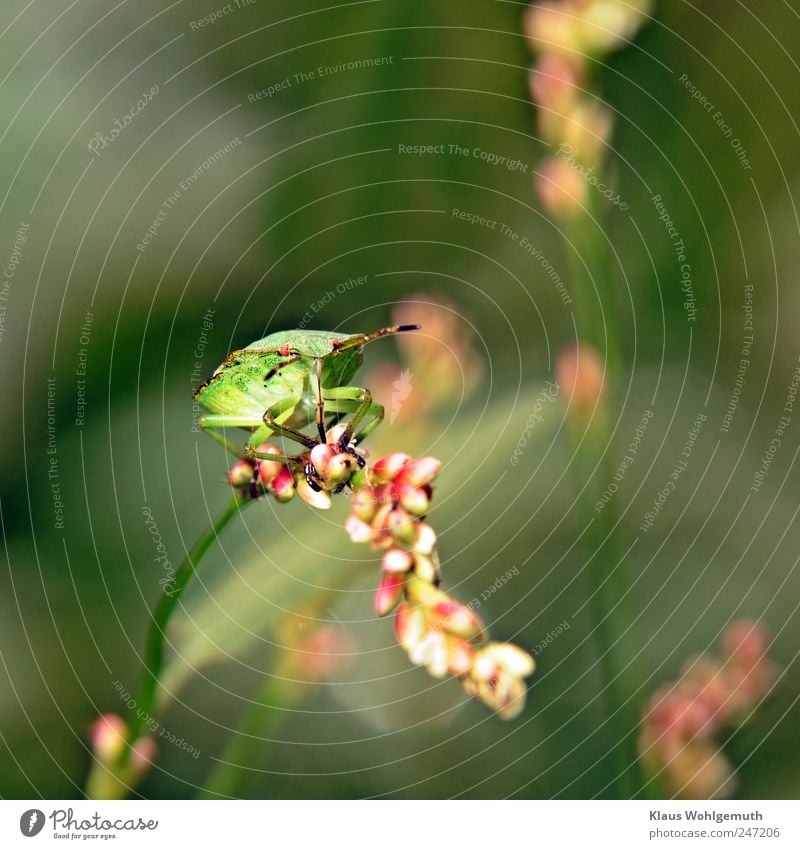 Grüne Blattwanze auf Knöterich, am Ziel ihrer Wünsche. Auge Brust Beine Tier Pflanze Sträucher Käfer Baumwanze 1 Fressen krabbeln grün Waldwiese Insekt Imago