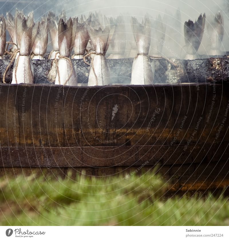 Räucherfisch für alle! :D Lebensmittel Fisch Räucherlachs geräuchert Ernährung Picknick Fingerfood Schottland Gras Tier Wildtier Totes Tier Schuppen Lachs
