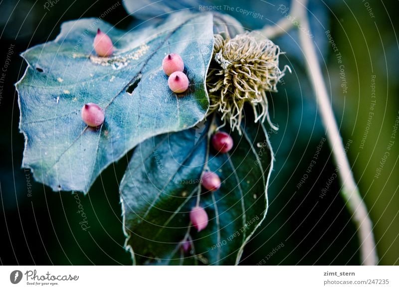 rote knubbel Natur Pflanze Baum Blatt alt ästhetisch dunkel glänzend blau braun grün ruhig Gedeckte Farben Detailaufnahme