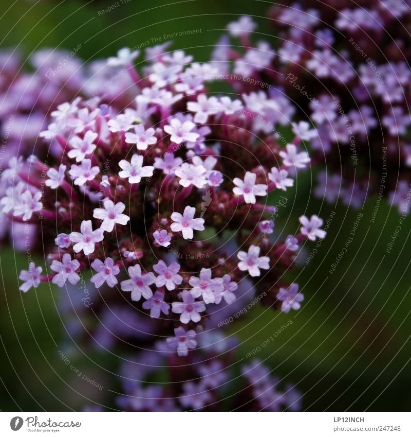 L i L a Natur Pflanze Blume Garten Park schön klein violett Lebensfreude Umwelt Vergänglichkeit Farbfoto Nahaufnahme Tag Schwache Tiefenschärfe