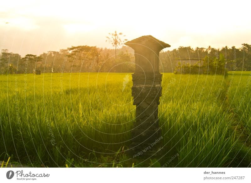 BALI Getreide Reis Bioprodukte Kultur Umwelt Natur Landschaft Sonnenaufgang Sonnenuntergang Sommer Klima Schönes Wetter Pflanze Gras Nutzpflanze Feld Urwald