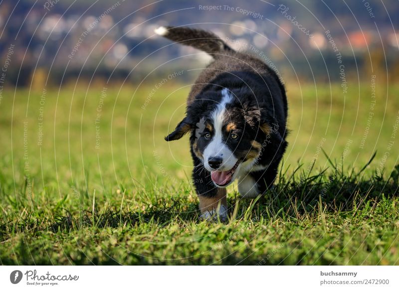 Junger Bernersennenhund Berner Sennenhund haustier herbst Stufe welpe Tier Kanon Hund Haustier Welpen jung menschenleer Dschungel