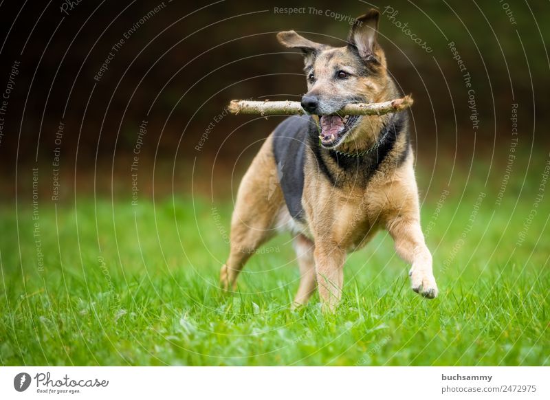 Mischlings Hund beim toben Haustier Mischlingshund Schäferhund Spielen Stöckchen Wiese Im Freien Natur Fröhlichkeit bester Freund