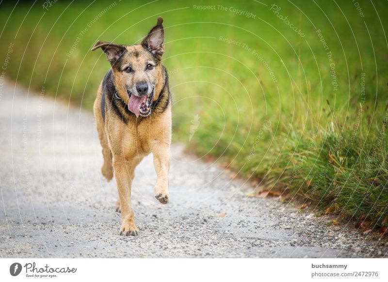 Mischlingshund Tier Herbst Wiese Haustier Hund 1 rennen braun grün schwarz 2016 Europa Deutschland Schäferhund Farbfoto Außenaufnahme Menschenleer