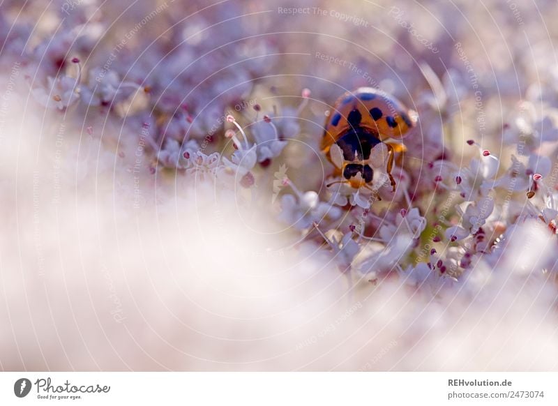 Marienkäfer Insekt Makroaufnahme Umwelt Natur Pflanze Blume Tier klein violett Nahaufnahme Außenaufnahme Farbfoto Detailaufnahme Unschärfe Tag Blütenstempel
