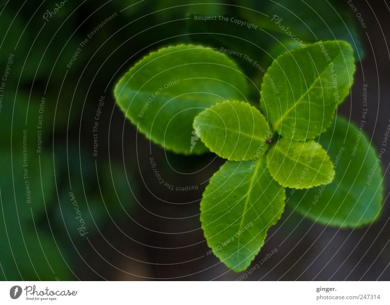 Einmal um sich selbst gedreht... Umwelt Natur Pflanze Blatt Grünpflanze grün drehen goldene spirale gegenüber Garten Pflanzenteile Farbfoto Gedeckte Farben