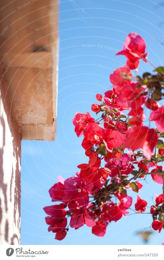 Mädchenfoto Tier Wolkenloser Himmel Sommer Schönes Wetter Pflanze Bougainvillea Mauer Wand Blühend Blüte Duft ästhetisch schön trocken mediterran Mallorca rot