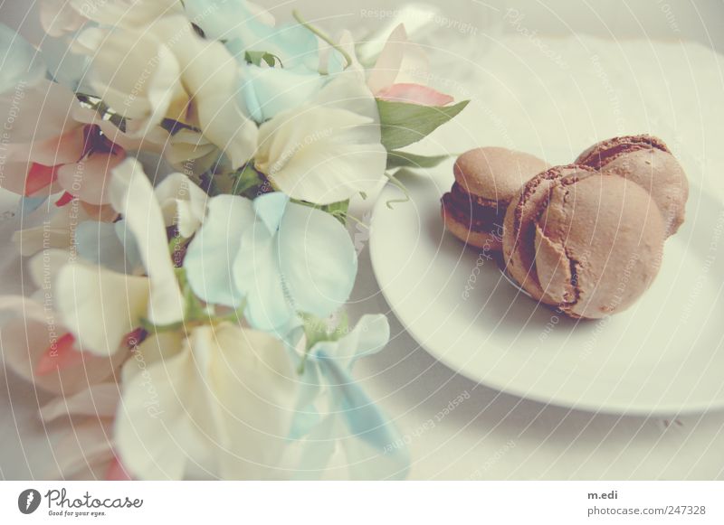 Fleurs et macarons III Süßwaren Schokolade Blume schön einzigartig süß Farbfoto Innenaufnahme Tag