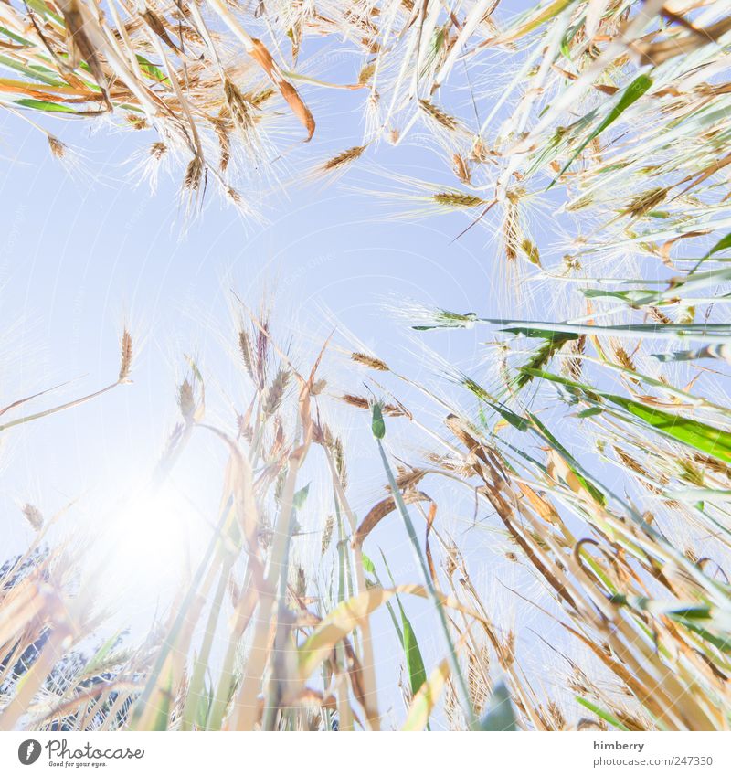 kornborn Lebensmittel Getreide Ernährung Landwirtschaft Forstwirtschaft Kunst Natur Landschaft Pflanze Himmel Wolkenloser Himmel Sonne Sonnenlicht Sommer