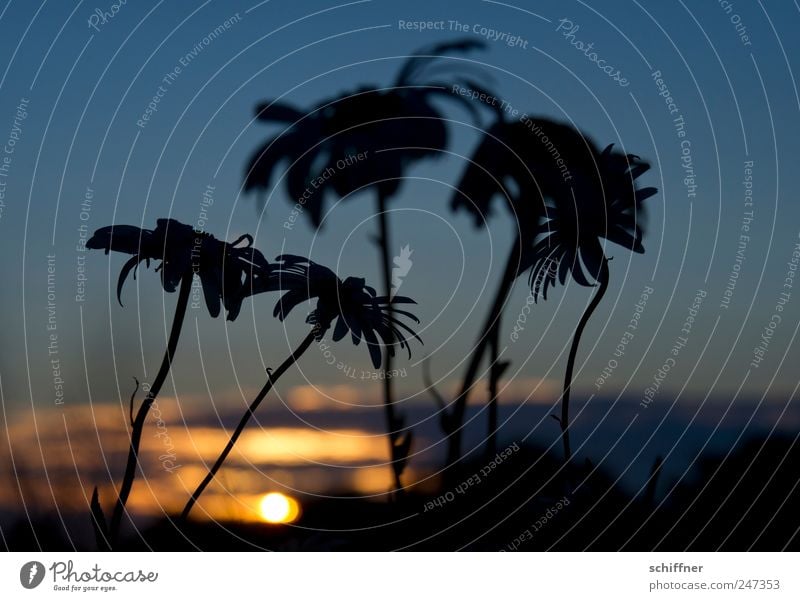 Bretagne-Palmen Natur Pflanze Himmel Sonnenaufgang Sonnenuntergang Sonnenlicht Blume Blüte Traurigkeit Trauer Margerite ruhig nachdenklich Vergänglichkeit