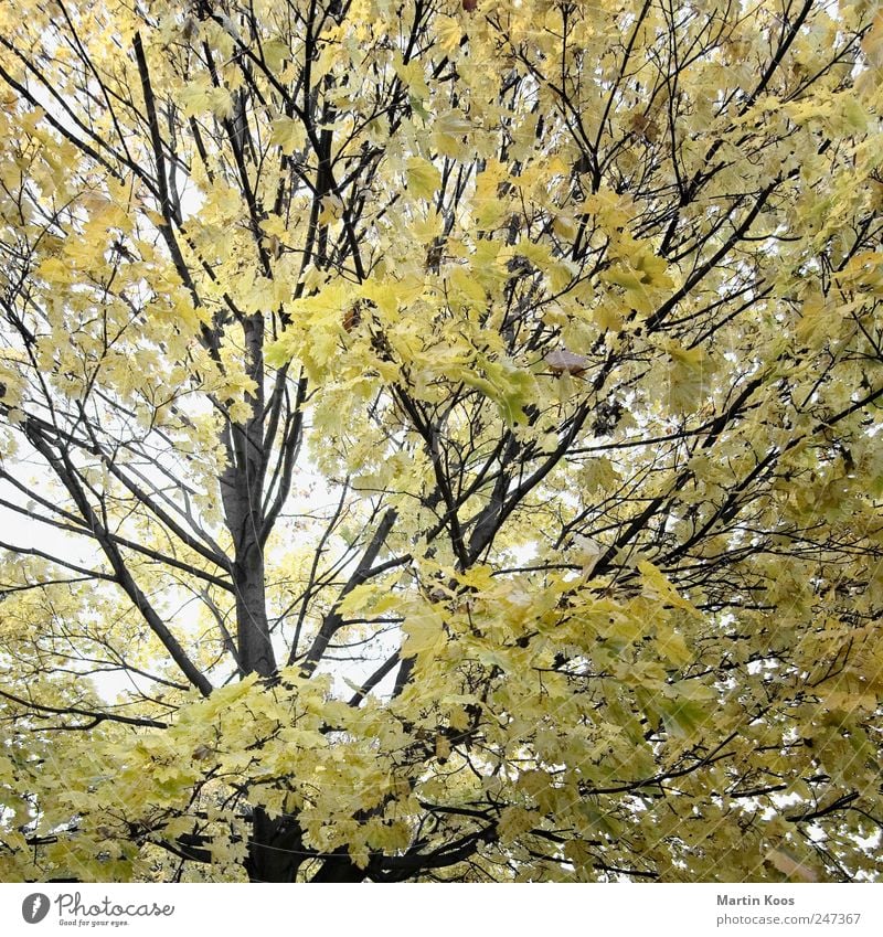 Blatt-Werk Umwelt Natur Landschaft Pflanze Herbst Baum ästhetisch Design Farbe Idylle Klima rein Wachstum Wandel & Veränderung Zeit Zweige u. Äste Farbfoto