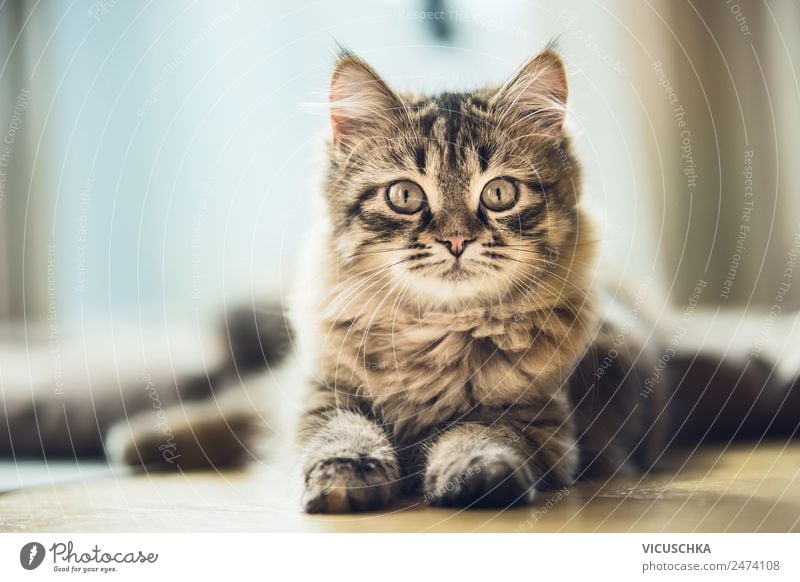 Portrait eines Sibirischen Kätzchens Lifestyle Häusliches Leben Tier Katze Design Porträt Rassekatze Sibirische Waldkatze Katzenbaby Farbfoto Studioaufnahme