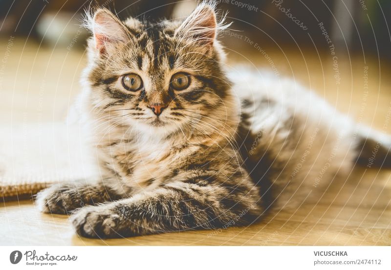 Sibirisches Kätzchen Lifestyle Freude Häusliches Leben Tier Haustier Katze 1 Gefühle Freundschaft Katzenbaby weich Sibirische Katze Porträt liegen Boden