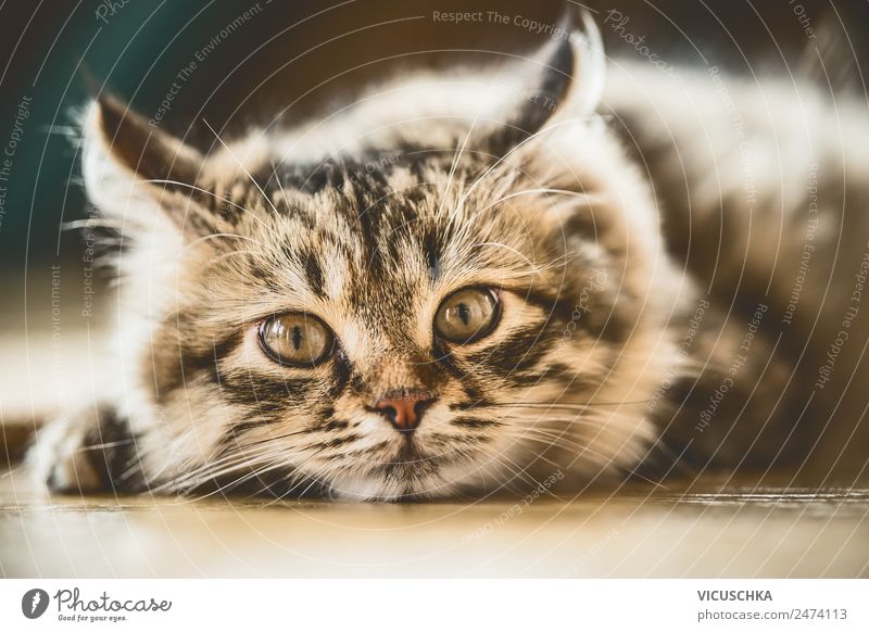 Porträt eines sibirisches Kätzchens Tier Katze 1 weich Design Farbfoto Innenaufnahme