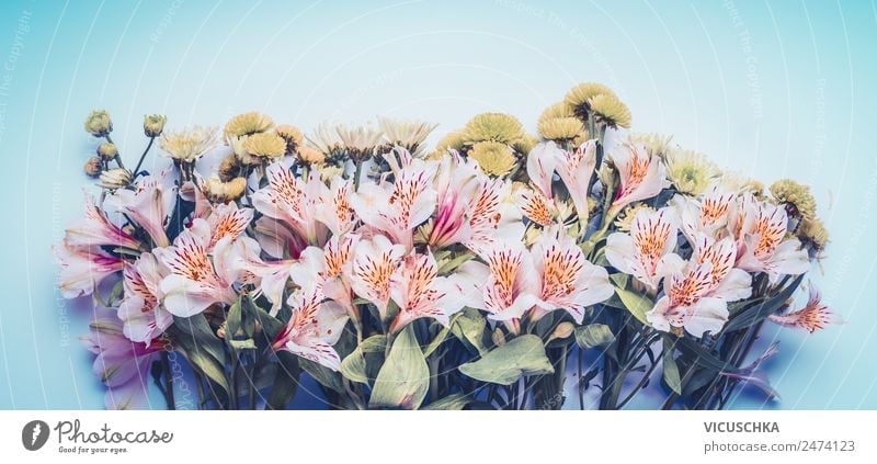 Schöne Blumen auf blauem Hintergrund Stil Design Sommer Garten Natur Pflanze Frühling Blatt Blüte Dekoration & Verzierung Blumenstrauß rosa Symbole & Metaphern