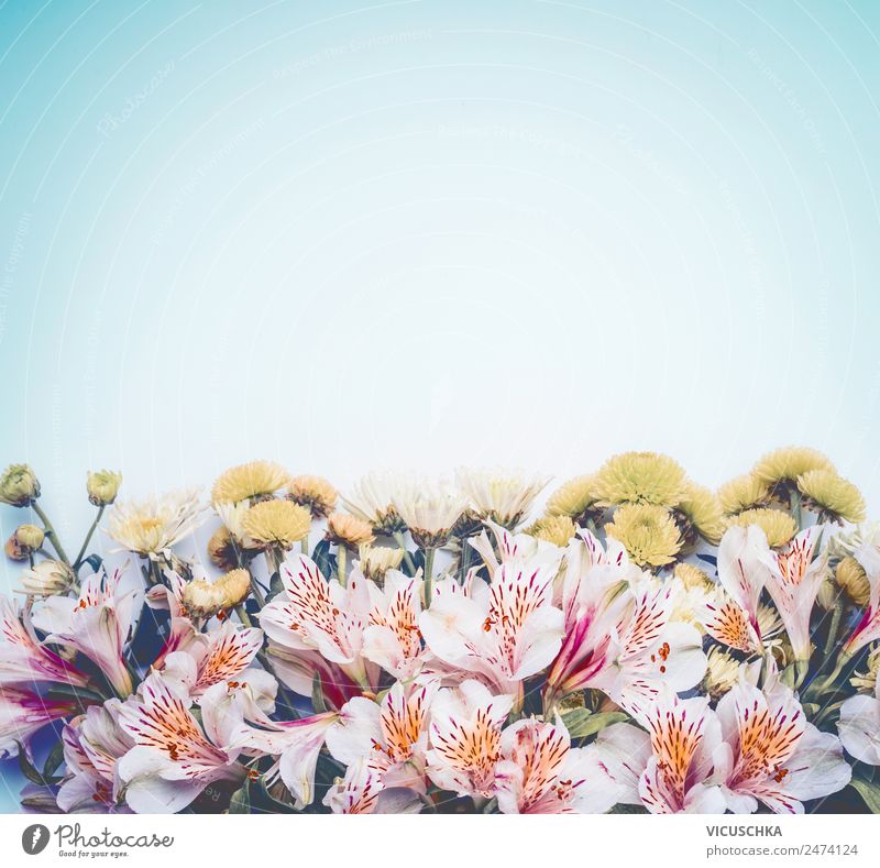 Schöner Hintergrund mit BLümen on hellblau Stil Design schön Sommer Natur Pflanze Frühling Blume Blatt Blüte Dekoration & Verzierung Blumenstrauß Liebe rosa