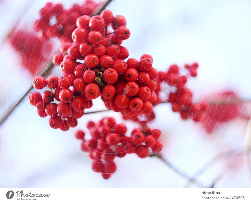 Helle Winterbeeren. Natur Pflanze frisch saftig rot Coolness Überraschung Beeren hell gefroren Farbfoto mehrfarbig Detailaufnahme Menschenleer