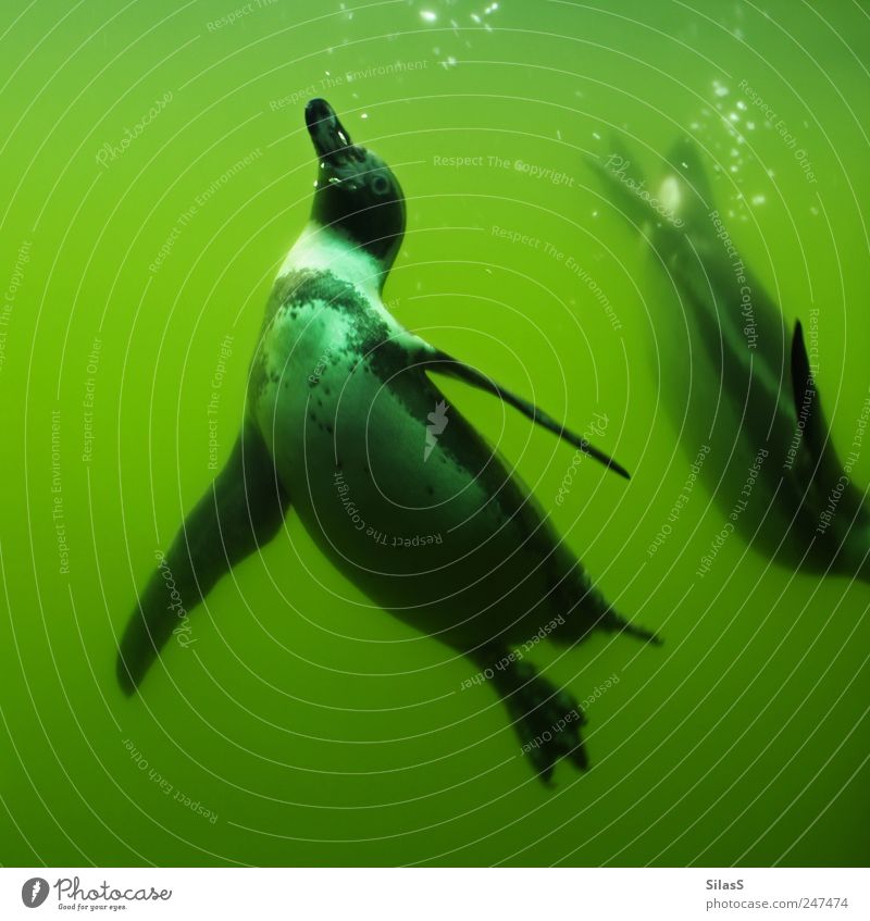 Schwerelos II Wasser Tier Pinguin 2 grün schwarz weiß Schwerelosigkeit Farbfoto Außenaufnahme