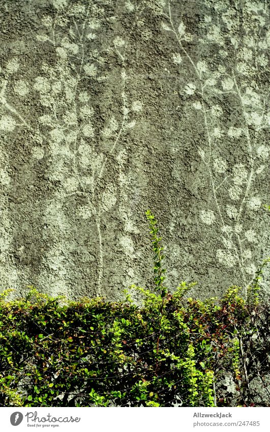 Zeichen der Zeit Pflanze Sträucher Grünpflanze dreckig Wand Efeu Abdruck Vergänglichkeit Erinnerung Farbfoto Nahaufnahme Menschenleer Tag Kontrast