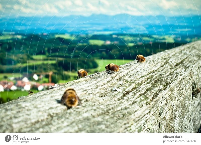 Hummeln im Urlaub Landschaft Himmel Wolken Horizont Berge u. Gebirge Insekt 4 Tier Tiergruppe beobachten Erholung Aussicht Farbfoto Außenaufnahme Detailaufnahme